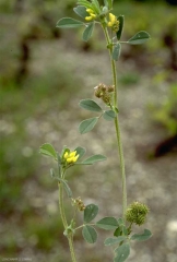 Medicago-minima2