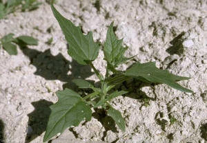 Chenopodium-hybridum3