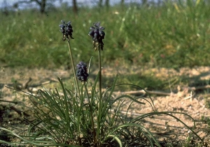 muscari_neglectum4