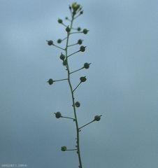 Neslia-paniculata2