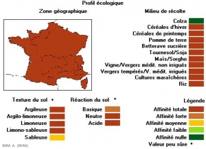 matricaire-inodoref