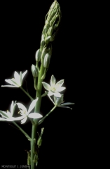 Ornithogalum-narbonense2