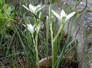 Ornithogalum-umbellatum3