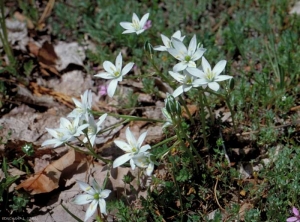 Ornithogalum-umbellatum6