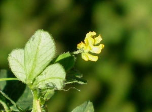 Medicago-lupulina6