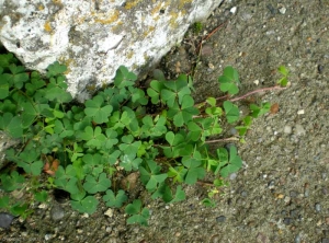 oxalis-corniculata7