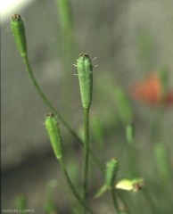 papaver-argemone5