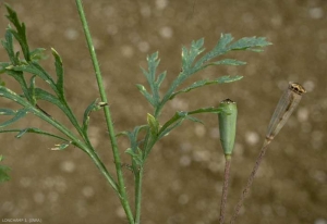 papaver-dubium3