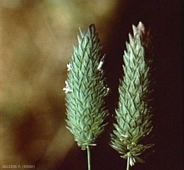 Phalaris-brachystachys4