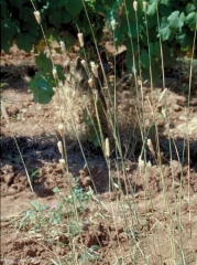 phalaris_coerulescens4