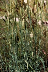 phalaris_coerulescens5