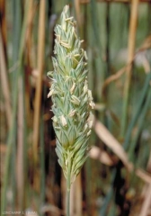 phalaris_coerulescens6