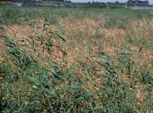 Phragmites-australis2