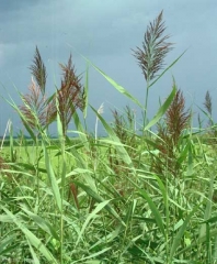 Phragmites-australis5