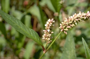 Persicaria-lapathifolia3