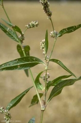 Persicaria-lapathifolia5