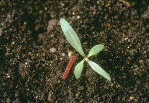 Persicaria-lapathifolia7