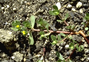 portulaca-oleracea2