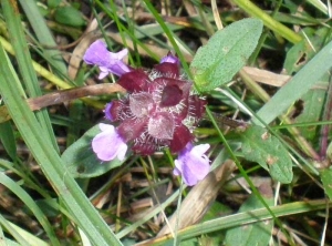 prunella-vulgaris2