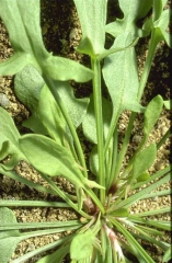 rumex-acetosella2