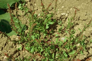 Rumex-bucephalophorus4