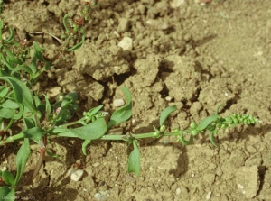 Rumex-bucephalophorus6