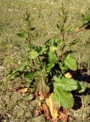 rumex-obtusifolius5