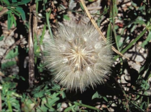 Podospermum-laciniatum2