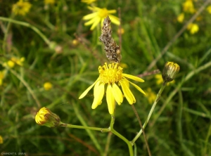 senecio-inaequidens6