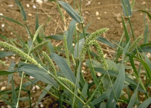 setaria-verticillata3