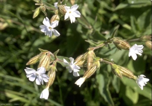 silene-latifolia4