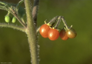 solanum-villosum4