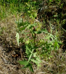 sonchus-oleraceus9