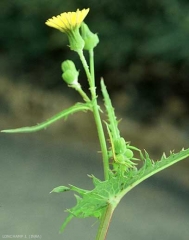 sonchus-oleraceus10