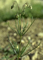 spergula-arvensis8