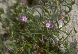 spergularia-rubra2