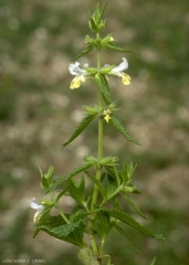 stachys-annua5