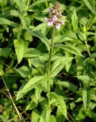 stachys-palustris3