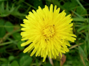 Taraxacum-campylodes2