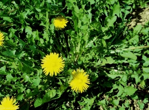 Taraxacum-campylodes4