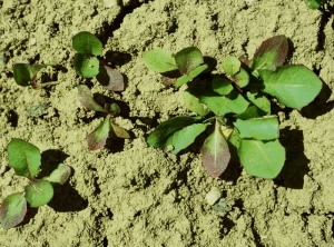 Taraxacum-campylodes6