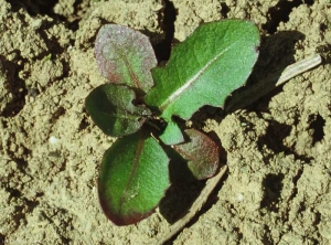 Taraxacum-campylodes7