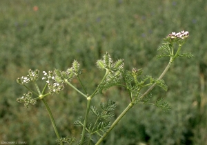 Torilis-leptophylla4