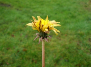 Taraxacum-campylodes8