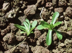 valerianella-carinata4