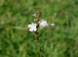 verbena-officinalis3