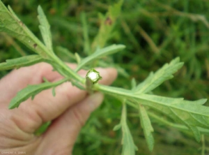 verbena-officinalis9