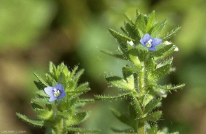 veronica-arvensis3