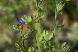 veronica-triphyllos7