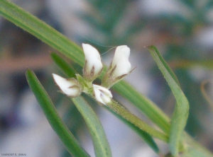 vicia-hirsuta3